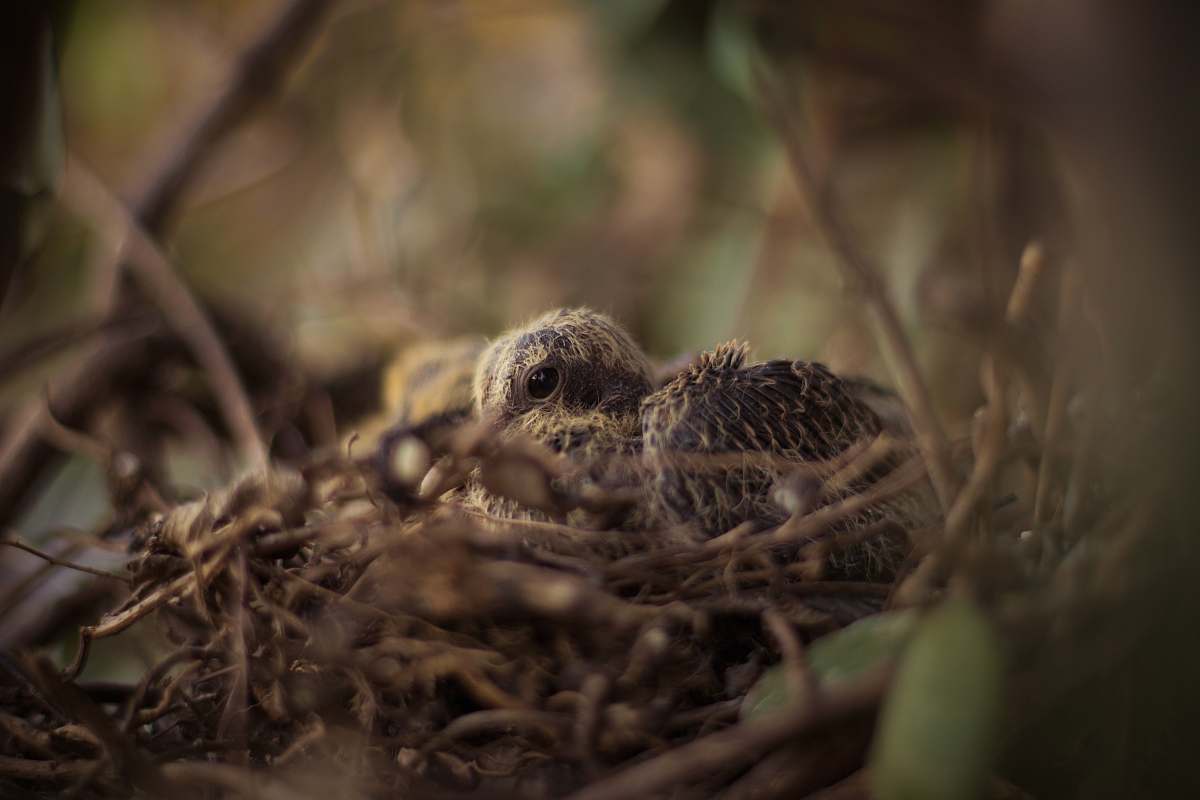 bird nest brown bird chick close-up photo nest